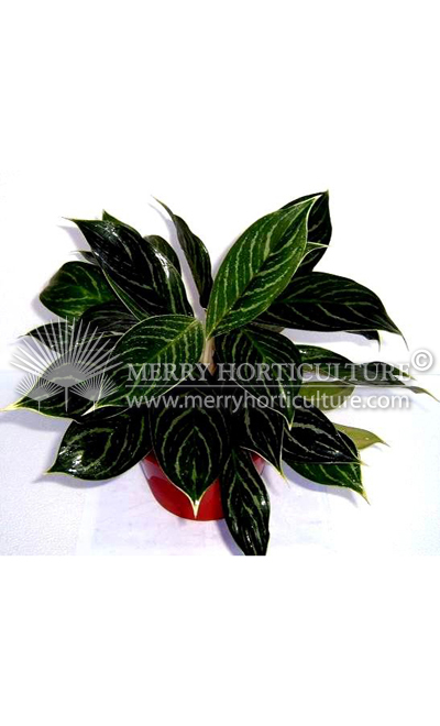 Aglaonema Snow White